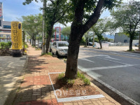 광양시, 가로수 뿌리돌출 정비 사업 완료