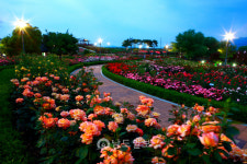 제14회 곡성세계장미축제 누적 관광객 11만 명 돌파