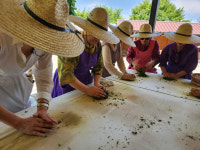 [포토뉴스]보성 보림제다서 차 만들기·차 따기 체험 즐거워요