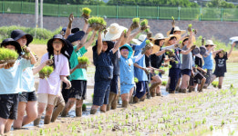 앞으로 밥 남기지 않겠어요, 광주 본량초등학교 손 모심기 체험