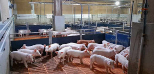 [사람&스토리]양돈 마이스터 박태오 효진팜㈜ 대표