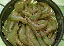 신안 팔금도서 27일부터 섬 왕새우축제