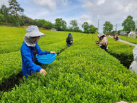 [기획특집] 보성녹차 세계화·대중화 선도하는 보림제다