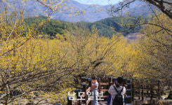 반갑다 산수유꽃…제 26회 구례 산수유꽃축제 개막