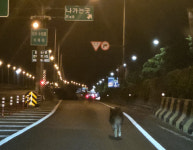 새벽 도심 고속도로에 멧돼지 돌진… 운전자들 급제동