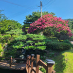 [사람&스토리]주재용 하늘빛수목정원 대표 무에서 유를, 나무 한 그루에서 시작된 이야기