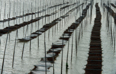 [앵+글로 본 남도 세상 19], 서해안 갯벌3(무안)