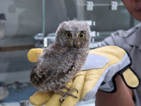 광주시야생동물구조센터, 올해 야생동물 구조 712마리