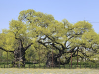 [38] 사계절 품은 생태 쉼터, 광주호 호수생태원을 걷다(하) [앵+글로 본 남도 세상]