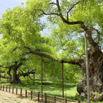 [38] 사계절 품은 생태 쉼터, 광주호 호수생태원을 걷다(하) [앵+글로 본 남도 세상]