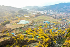 [44] 지리산이 빚은 황금빛 유산, 구례 산수유 마을 [앵+글로 본 남도세상]