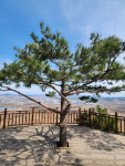 [뉴스분석] 가곡 선구자 무대 일송정 독립군 대신 중국 동북항련 유적지로 공사중
