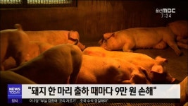 <안동>수입·미세먼지 여파, 한돈 직격탄