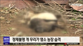 <대구> 개 무리 습격...염소 떼죽음 잇따라