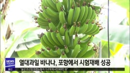 <포항>포항에 바나나 주렁주렁‥고수익 작물