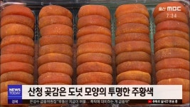 <경남>지리산 산청 곶감 초매식 열고 본격 판매