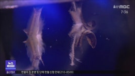 [경남] 죽은 물고기 전시하는 토속어류생태관