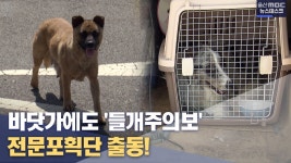 바닷가 주변에도 들개..포획단 나선다