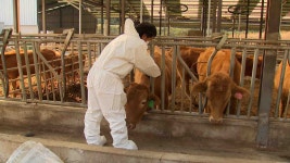 북구 2천676마리 대상 럼피스킨병 백신 접종