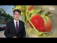 울산내컷> 새콤달콤 울산 장현 딸기 수확 한창