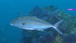 방어 즐기는 제2회 방어진회축제 오는 7일 개최