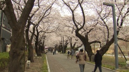 작천정 벚꽃축제 개막‥ 5일까지 열려