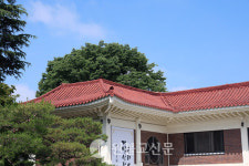 [100년 더The 공간] 원불교 익산성지 나무들- 단단히 내린 뿌리에 흐르는 시간