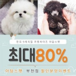 부천, 서울, 목동, 영등포 강아지 고양이분양 아담스펫 부천점, 포메라니안, 말티즈 최대 80% 할인분양 중