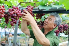 (정읍시청) 정읍시농업기술센터, 포도 수확 현장지도 적극 나서