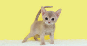 수원·화성·동탄·오산 고양이분양 나비캣, 아비시니안·러시안블루 50% 할인분양 중