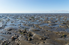 자연의 아름다움과 신비로움을 간직한 갯벌, 서해와 남해의 갯벌체험에 대해 알아보자
