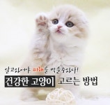 수원, 동탄, 평택 고양이분양 미니펫,  건강한 고양이 입양법 알려줘