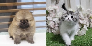 부산, 대전 고양이분양, 강아지분양 미유펫애견샵 명절기념 러블, 시츄 최대 80%할인 및 무료분양