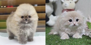 부산, 광주, 울산 강아지분양,고양이분양 미유펫애견샵 구정 맞아 최대 80%할인 및 무료분양