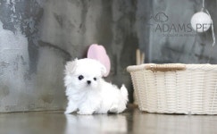 인천·일산·김포 강아지분양 & 고양이분양 아담스펫, 입학시즌 인기견종 최대 80% 할인분양 이벤트