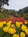 한빛상점 제 6회, 하늘물빛정원 튤립축제 플리마켓 개최