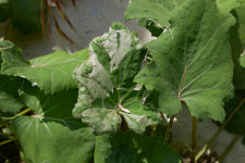 머우·머구 등 다양한 이름으로 불리는 만병통치약 머위 효능과 부작용 및 성분은?