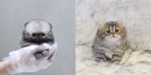 고양이분양, 강아지분양 전문애견샵 미유펫 반려동물 최대 85%할인 및 무료분양이벤트 진행 