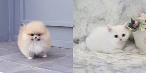 고양이, 강아지분양 미유펫동물병원 여름맞이 ‘무료분양’ 이벤트 진행중