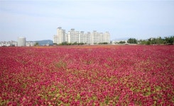 양주 천만송이 천일홍 축제 서울 근교 당일치기 및 여행지로 딱이야 9월부터 10월까지 꽃축제 인기
