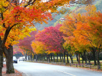2019년 설악산·내장산 단풍시기 시작! 10월 가을 꽃축제 명소와 국내 가을 여행지추천 총정리