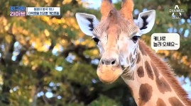 케냐 기린호텔 가격은? 1박에 무려.. 예약 방법 어떻게?