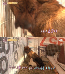 [방송] `동물농장` 호순이, 얼굴 뜯겨 관으로 식사…치료 후 근황은?