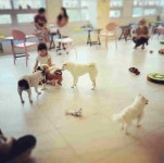 원주애견카페 개맘대로 오픈.. 애견목욕실, 애견호텔, 애견유치원 등도 함께 운영