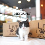 강아지분양 애견샵 미유펫, 전 품종 85% 절감된 분양가 선보여