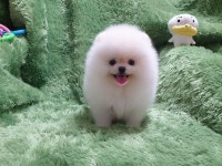강아지 분양 애견샵 펫왕국, 분양가 이벤트 진행으로 분양 부담 덜어