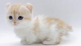 고양이 분양 전문 업체 제나캣 분양 비용 80% 까지 할인 이벤트 진행