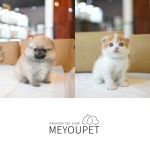 선진반려문화 위해, 고양이분양 애견샵 미유펫 동물병원 연계협약