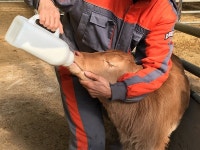 경기도, 친환경 유용미생물과 송아지 초유로 축사 냄새 막고 가축 건강 지켜
