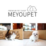 품종의 다양성을 자랑하는 강아지분양 애견샵 미유펫